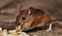 24 Hour & Emergency Exterminators in Lincoln University, PA